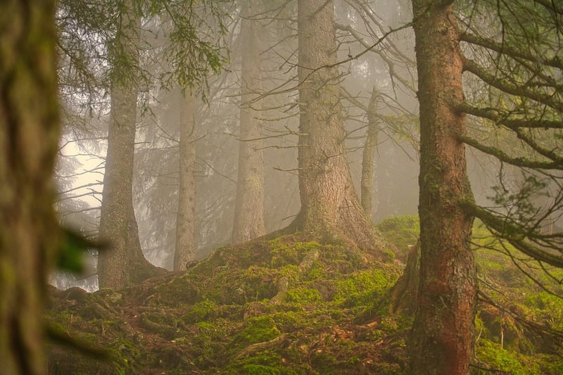 Black Forest